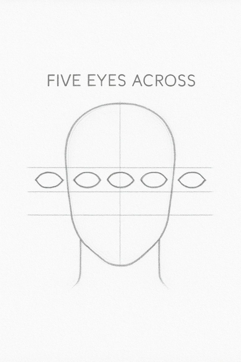 Diagram showing five evenly spaced “eye shapes” across the head to visualize correct spacing.